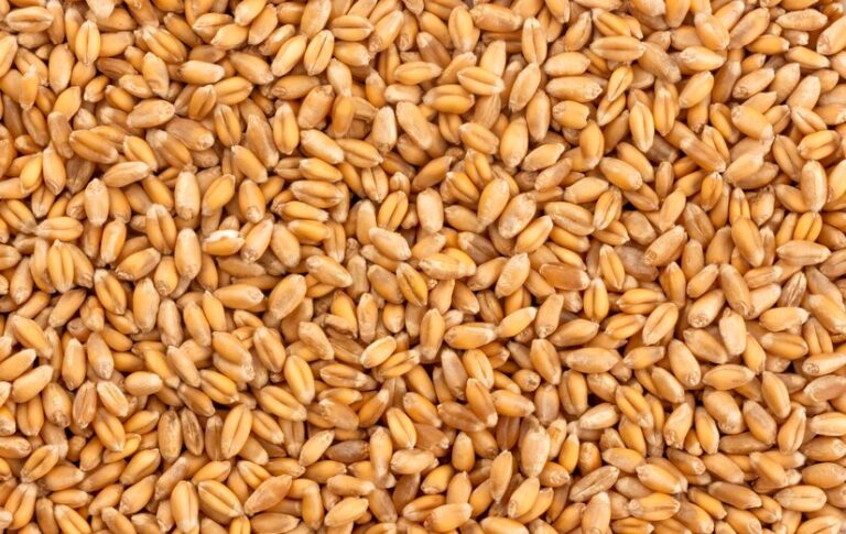 Centre sells 18.09 LMT wheat in 13 e-auctions under Open Market Sale Scheme (Domestic)